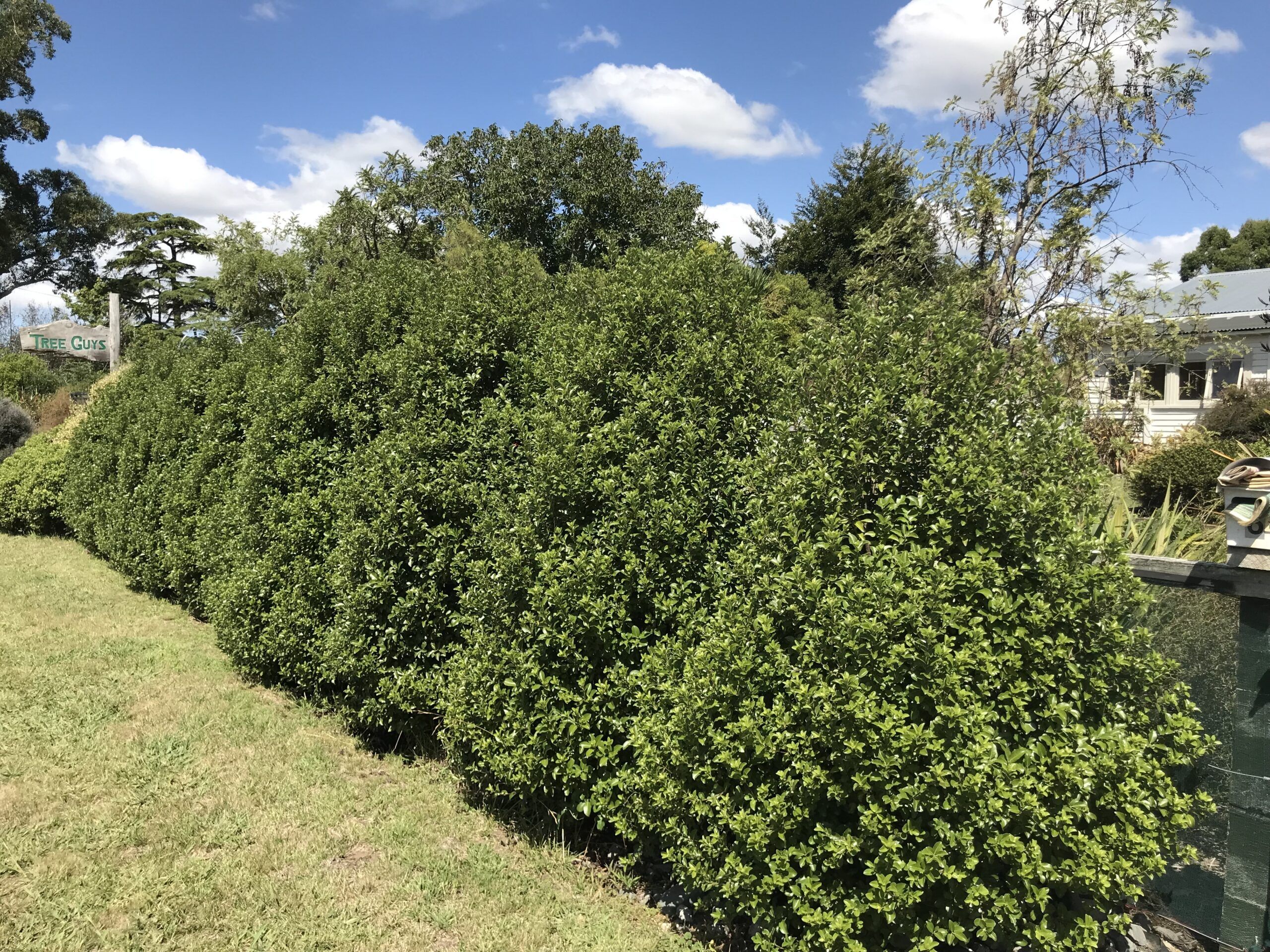 Pittosporum Irish Luck 1 scaled 5c9ddc5a