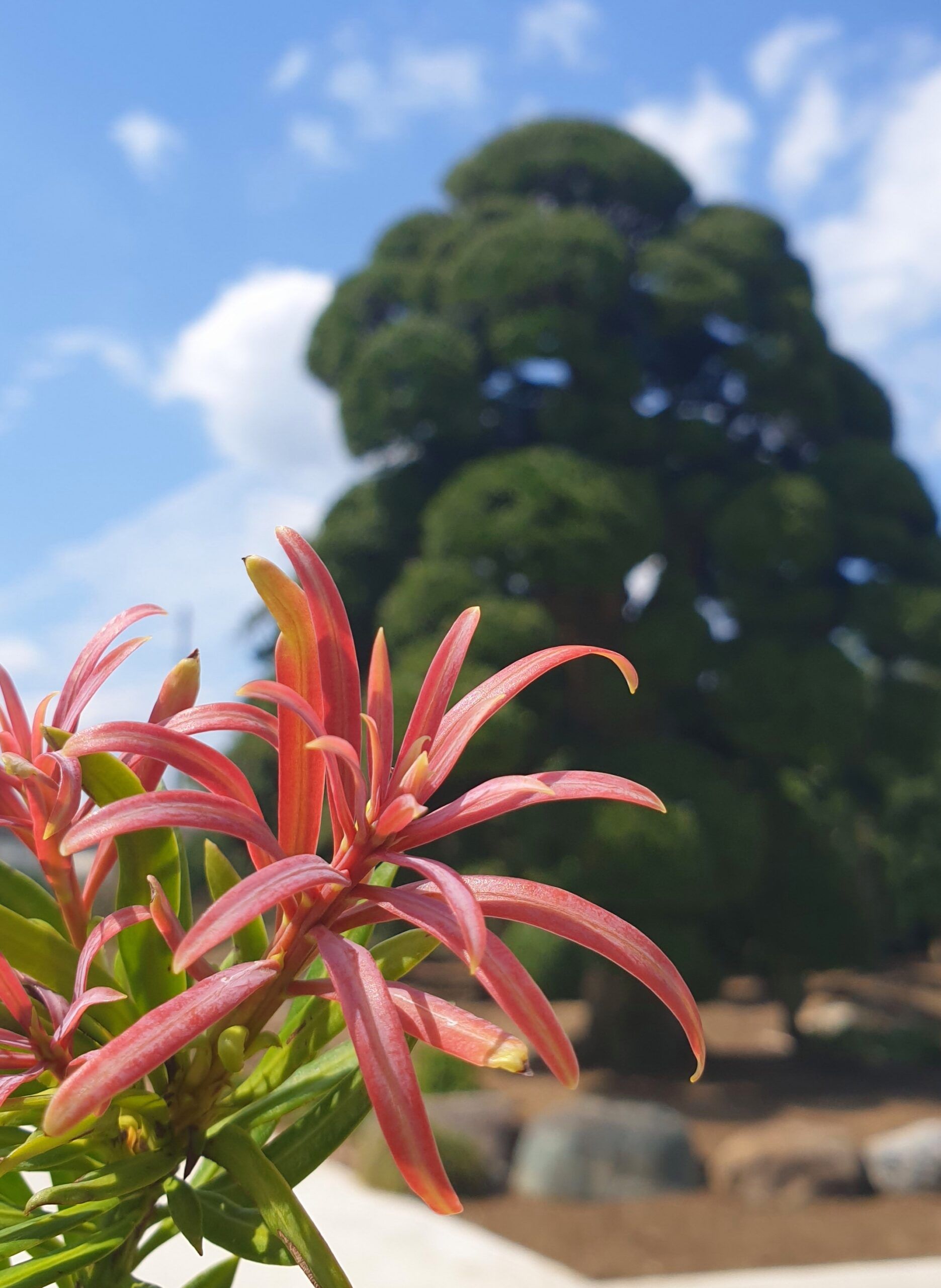 Podocarpus Mood Ring 2 scaled 5c263058