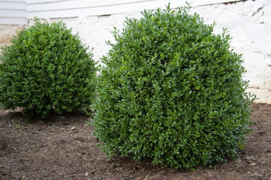 BUXUS 'NewGen Indipendence' ®