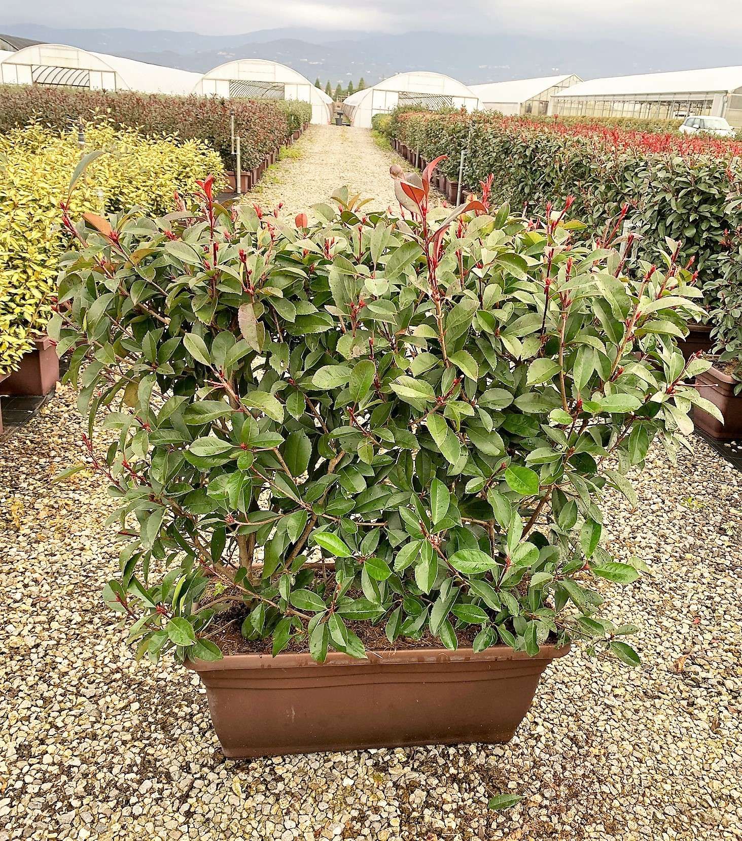 1614160574 5 Photinia x fraseri Red Robin Jardini re 60 55 00 5d303d45