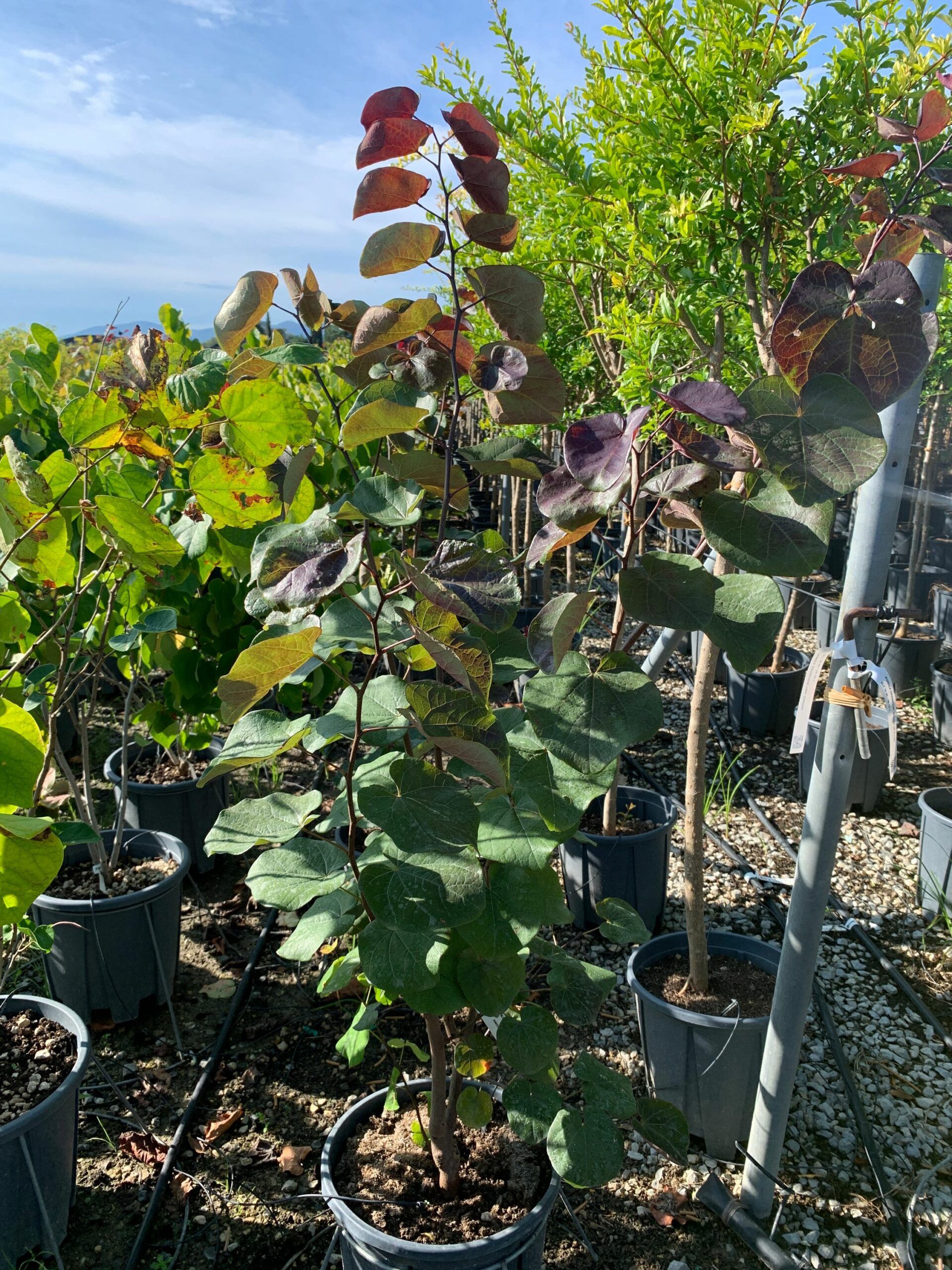 1662104019 scaled 5dee620a