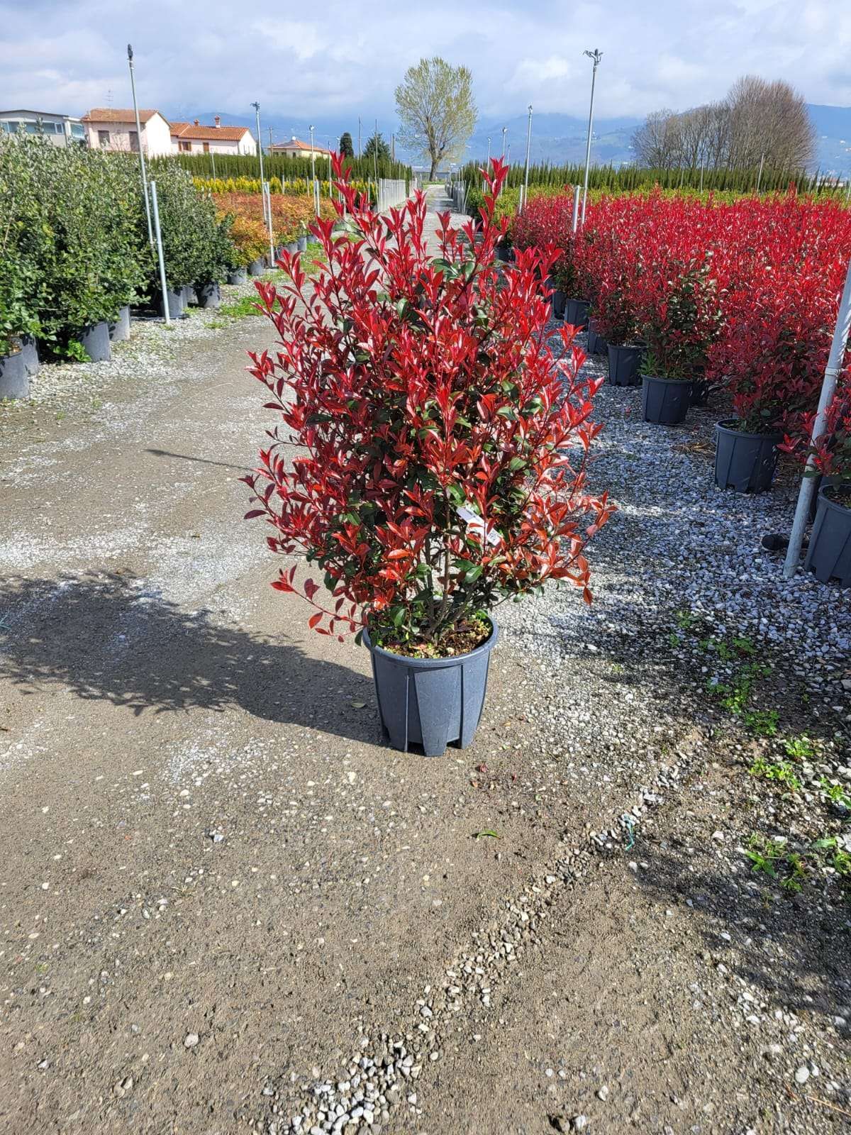 1680275691 photinia carre rouge clt18 080 100 5df2b206