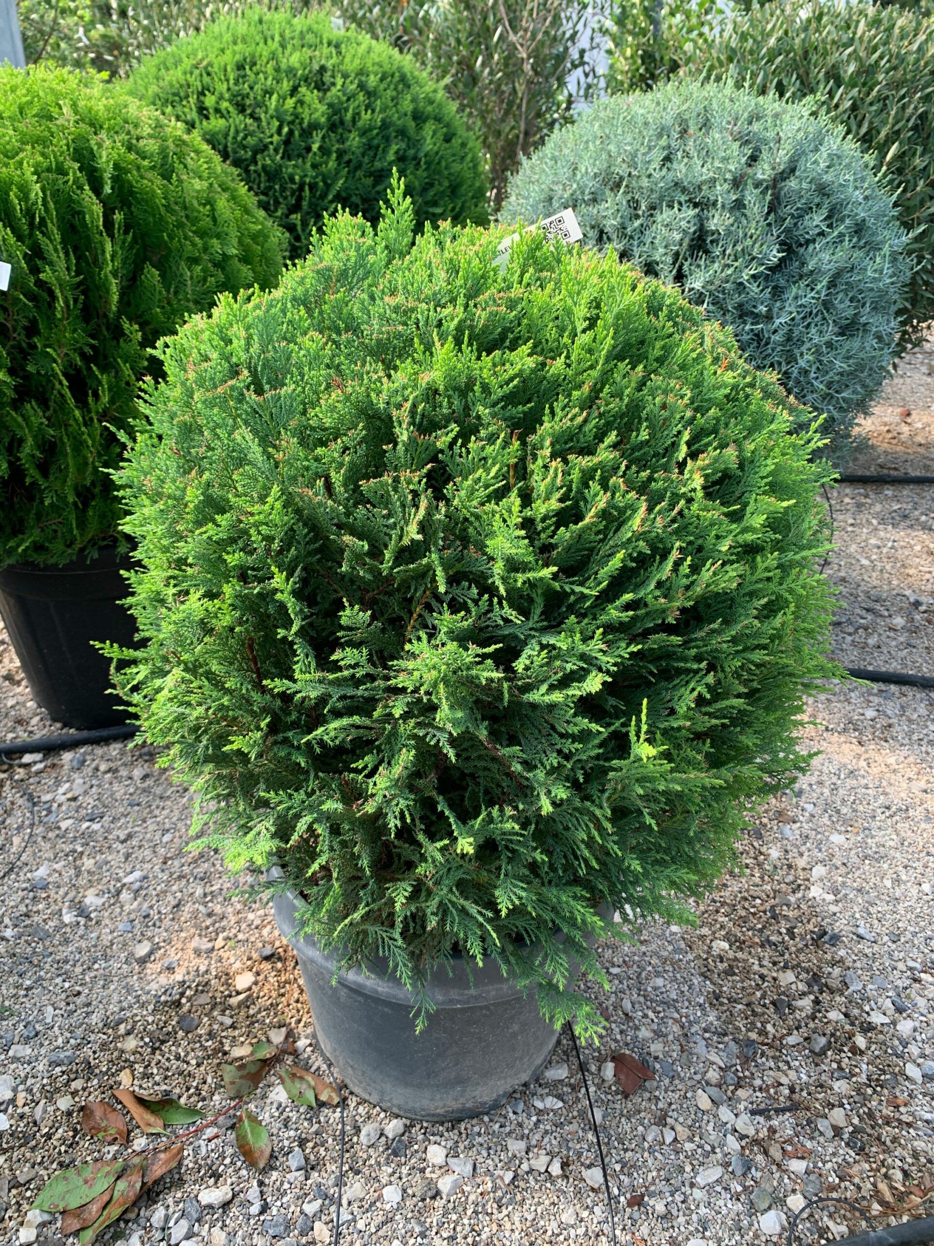 1632834462 scaled 5ec85b02