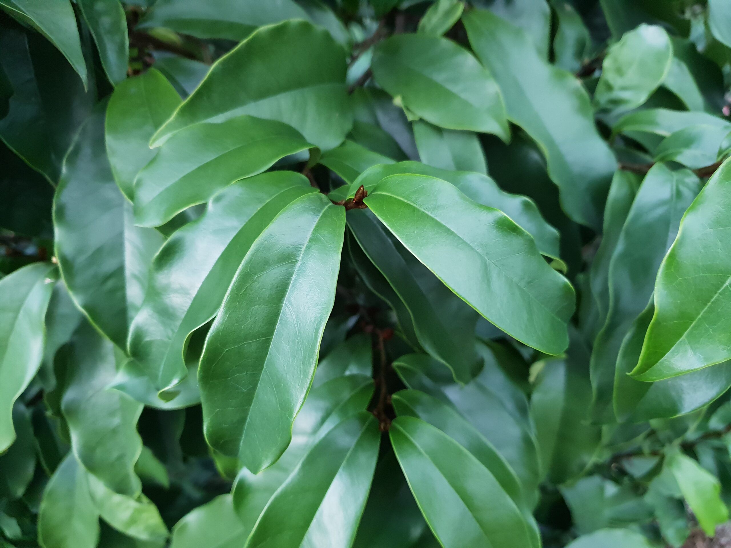 MAGNOLIA 'Stellar Ruby' ®