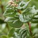 Viburnum Rock n Rolla 14 scaled 5e37baa6