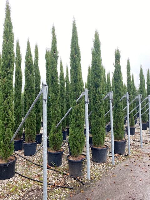 1610704961 totem 5f861ec7