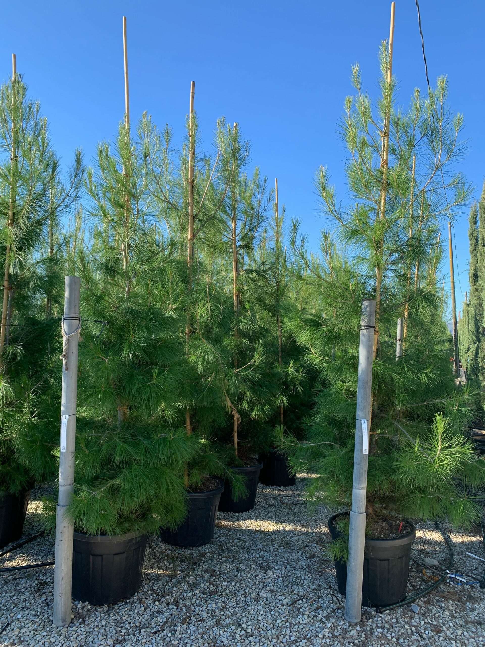 1637746605 scaled 5f9909d6