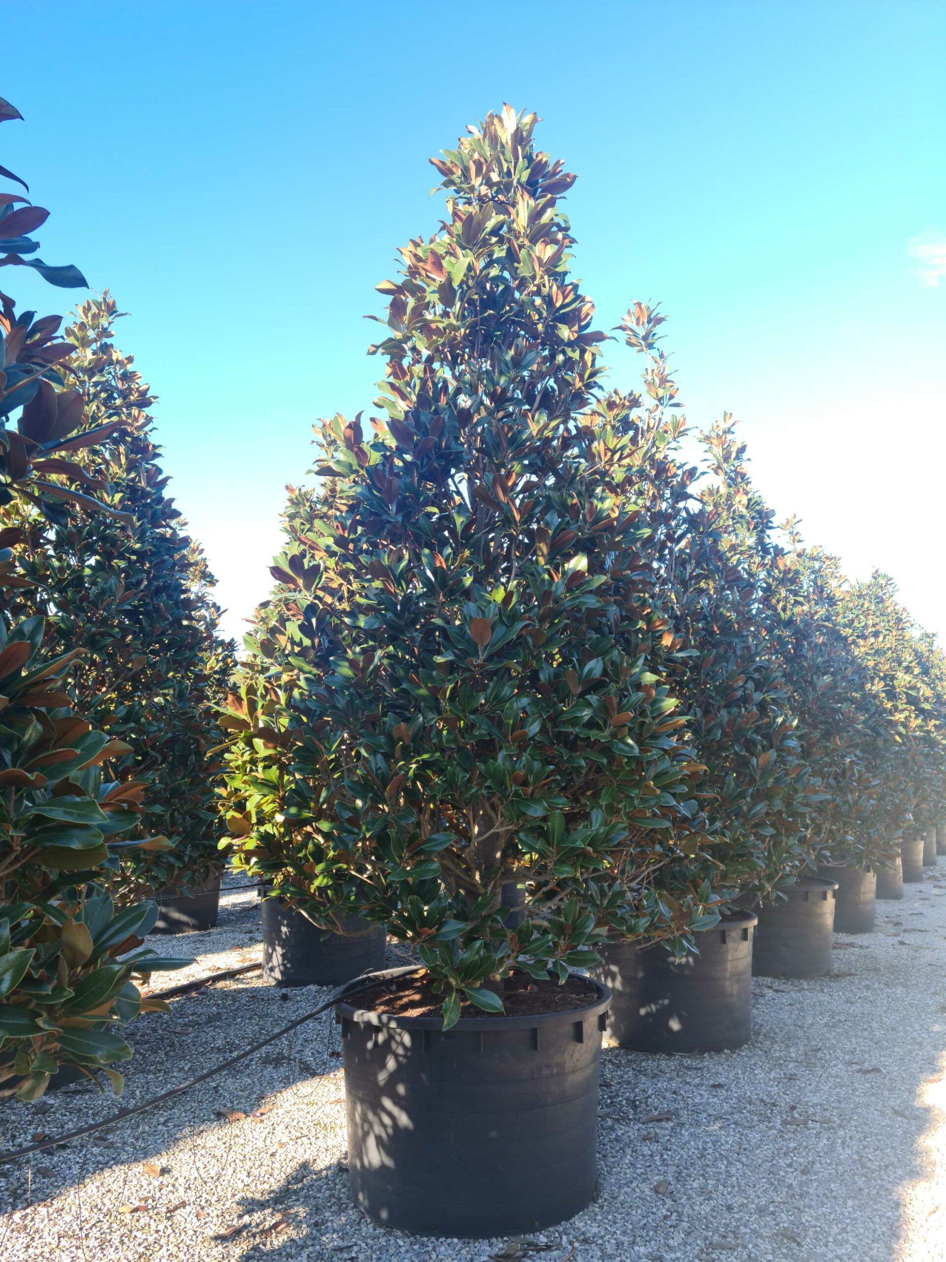 1639657427 scaled 5f2e0f21