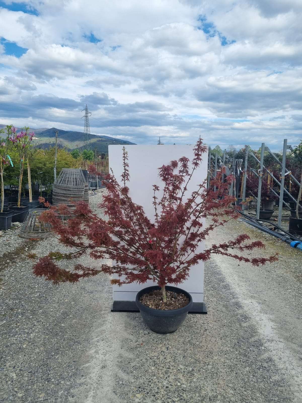 1683051371 Acer skeeters broom coupe35 5f07f4fc