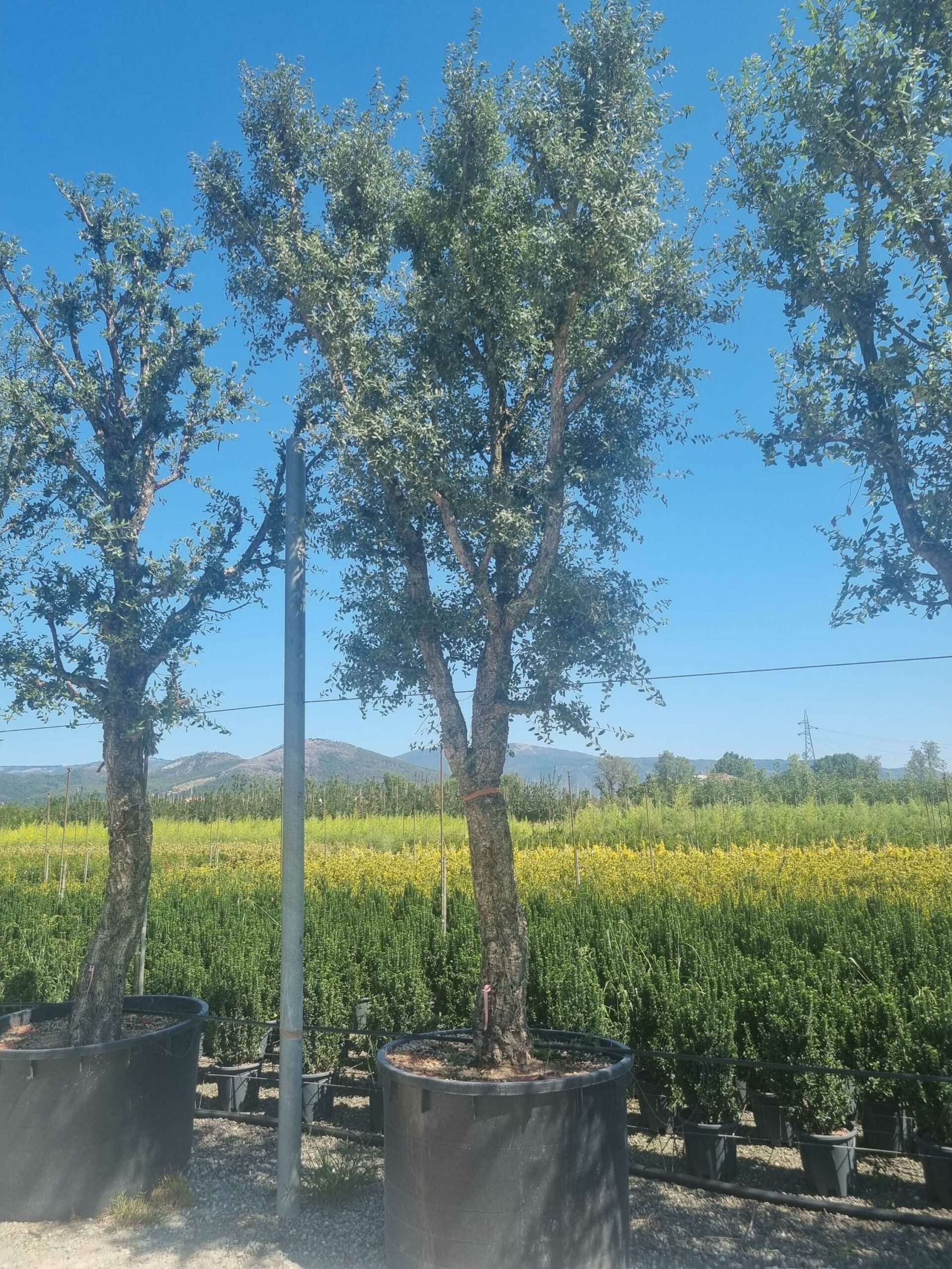 1692794539 scaled 5ff0df3c