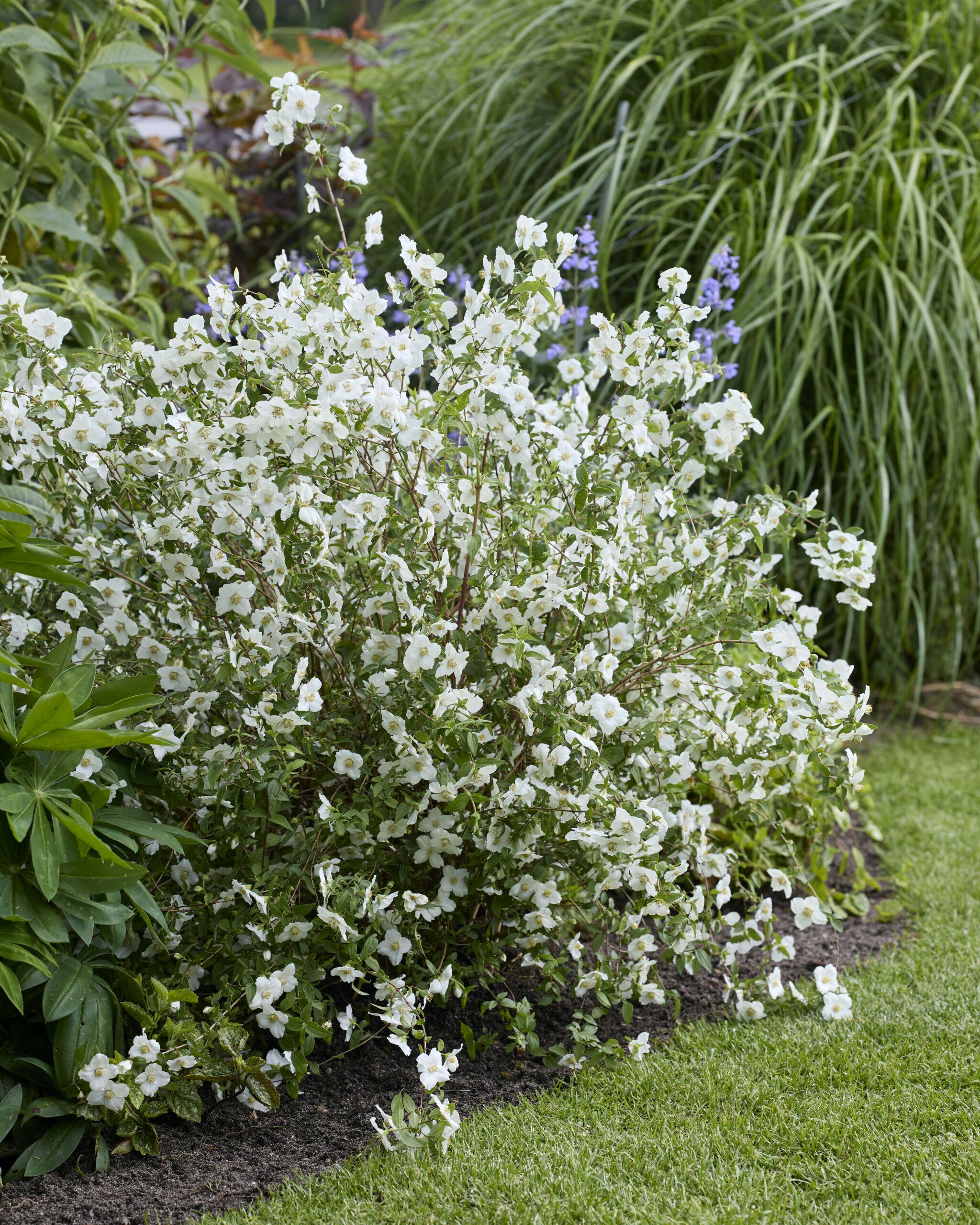 Philadelphus Petite Perfume White 18 1 scaled 5fc5b887