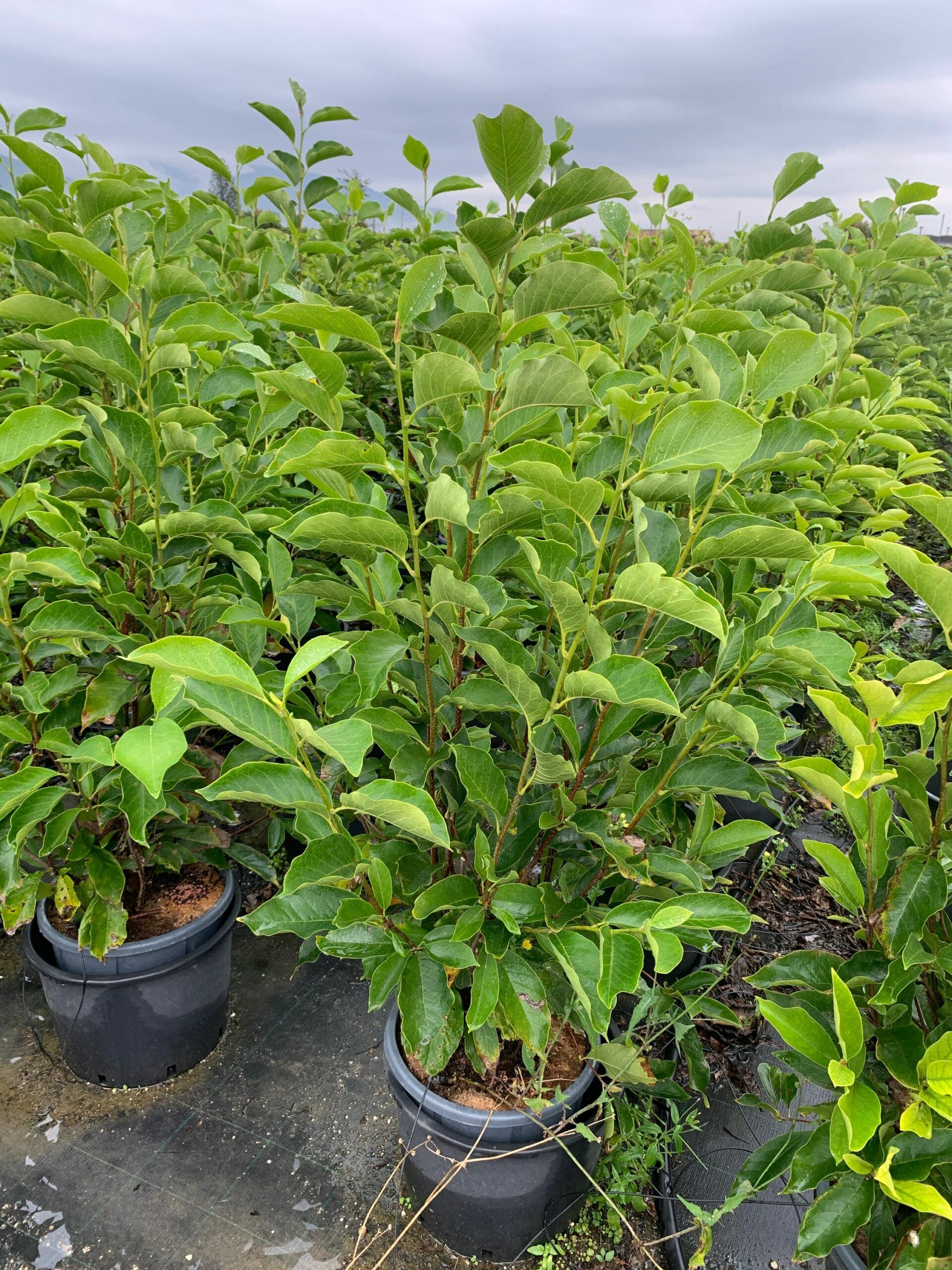 1633339069 scaled 6022fe4f