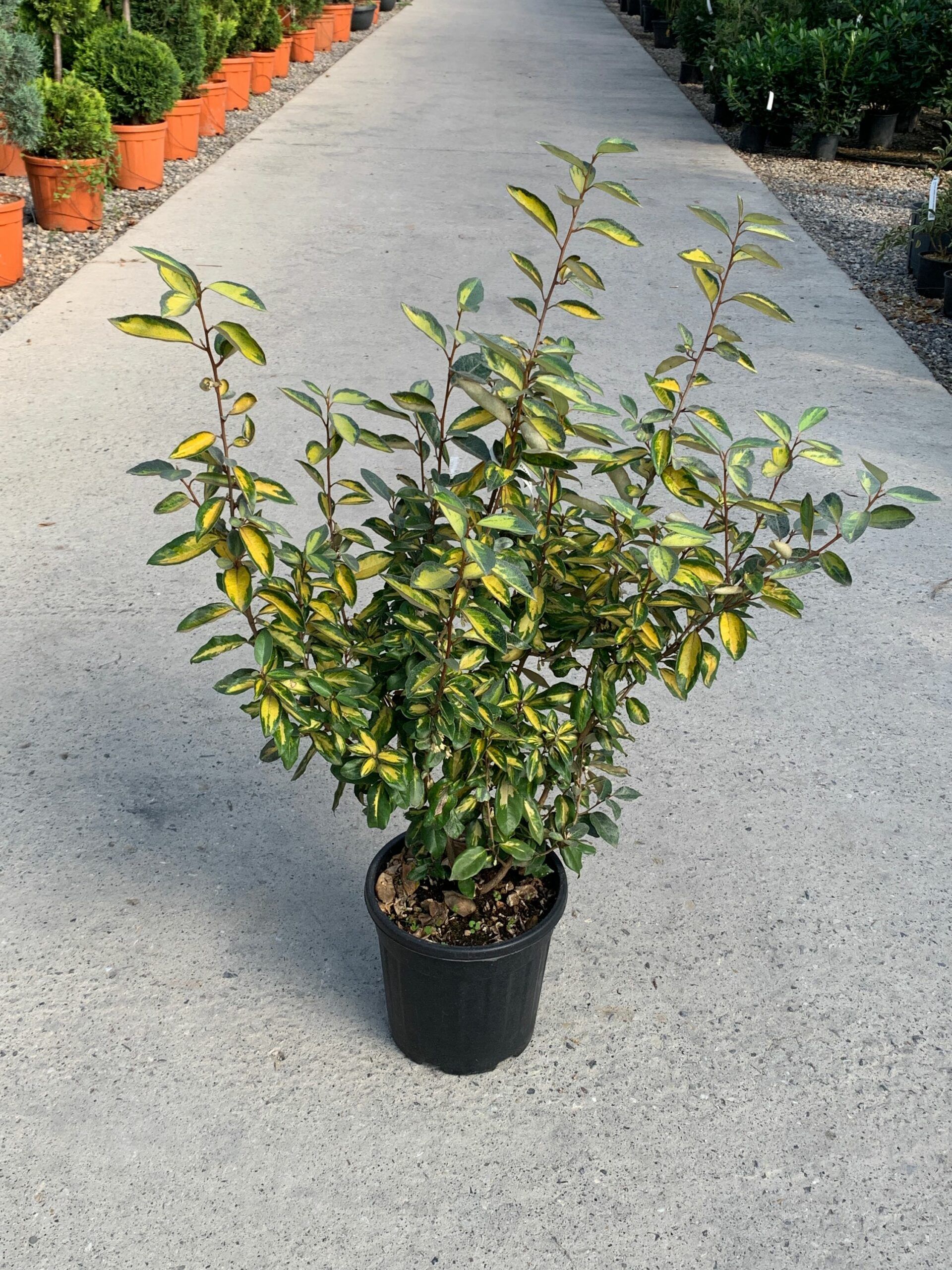 1637234108 1634637503 scaled 6026c411