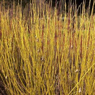 CORNUS sericea 'Bud's Yellow'