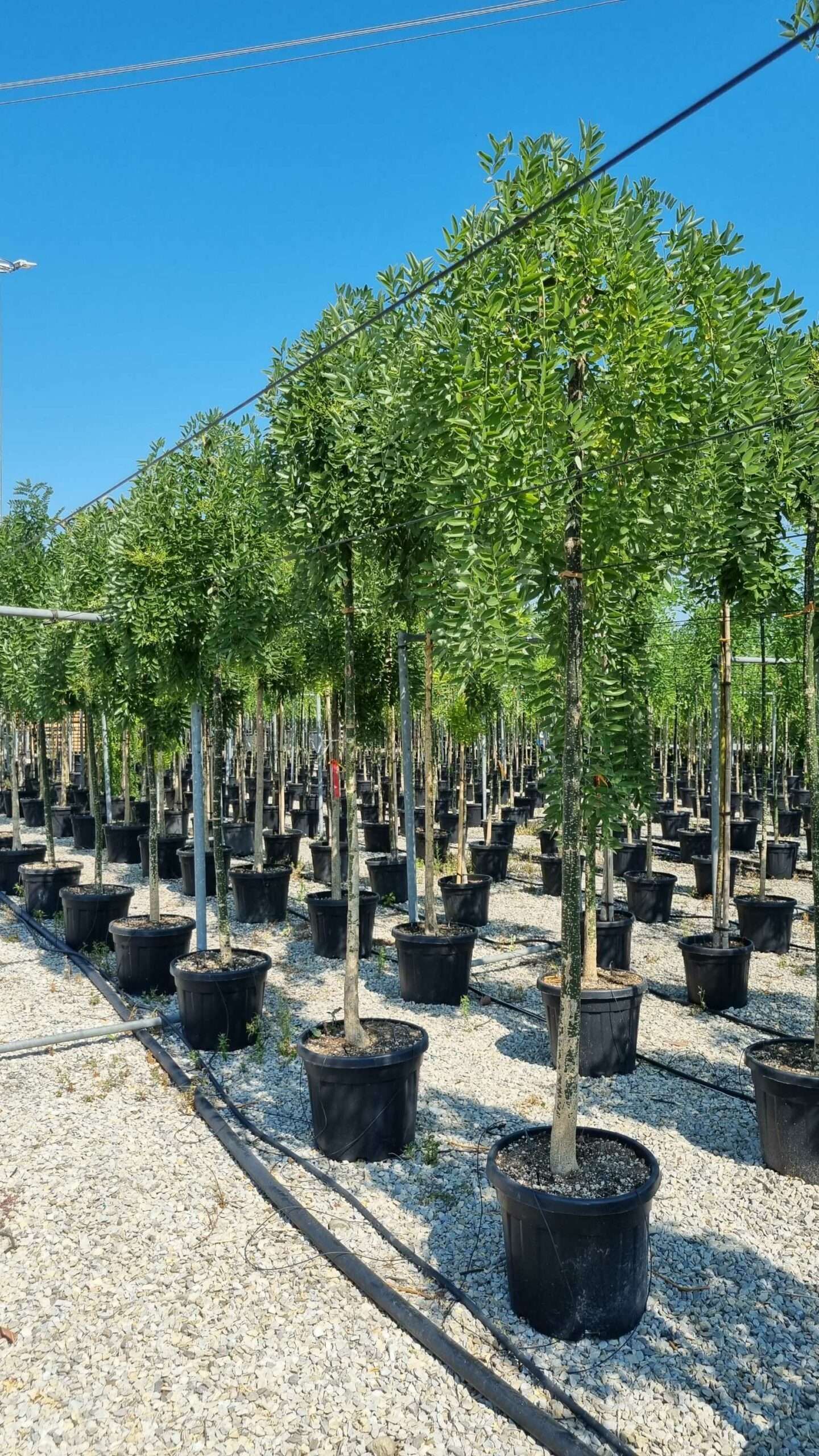 1658132492 scaled 6015418f