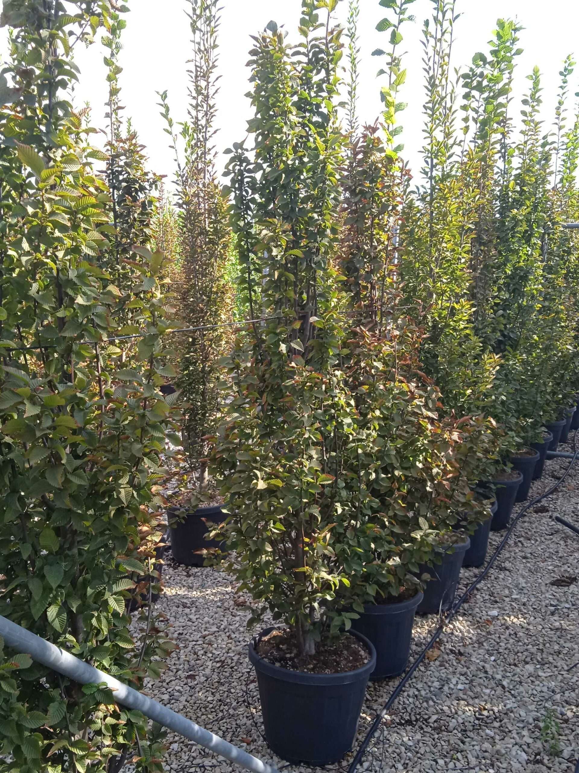 1662043346 scaled 6042ad09