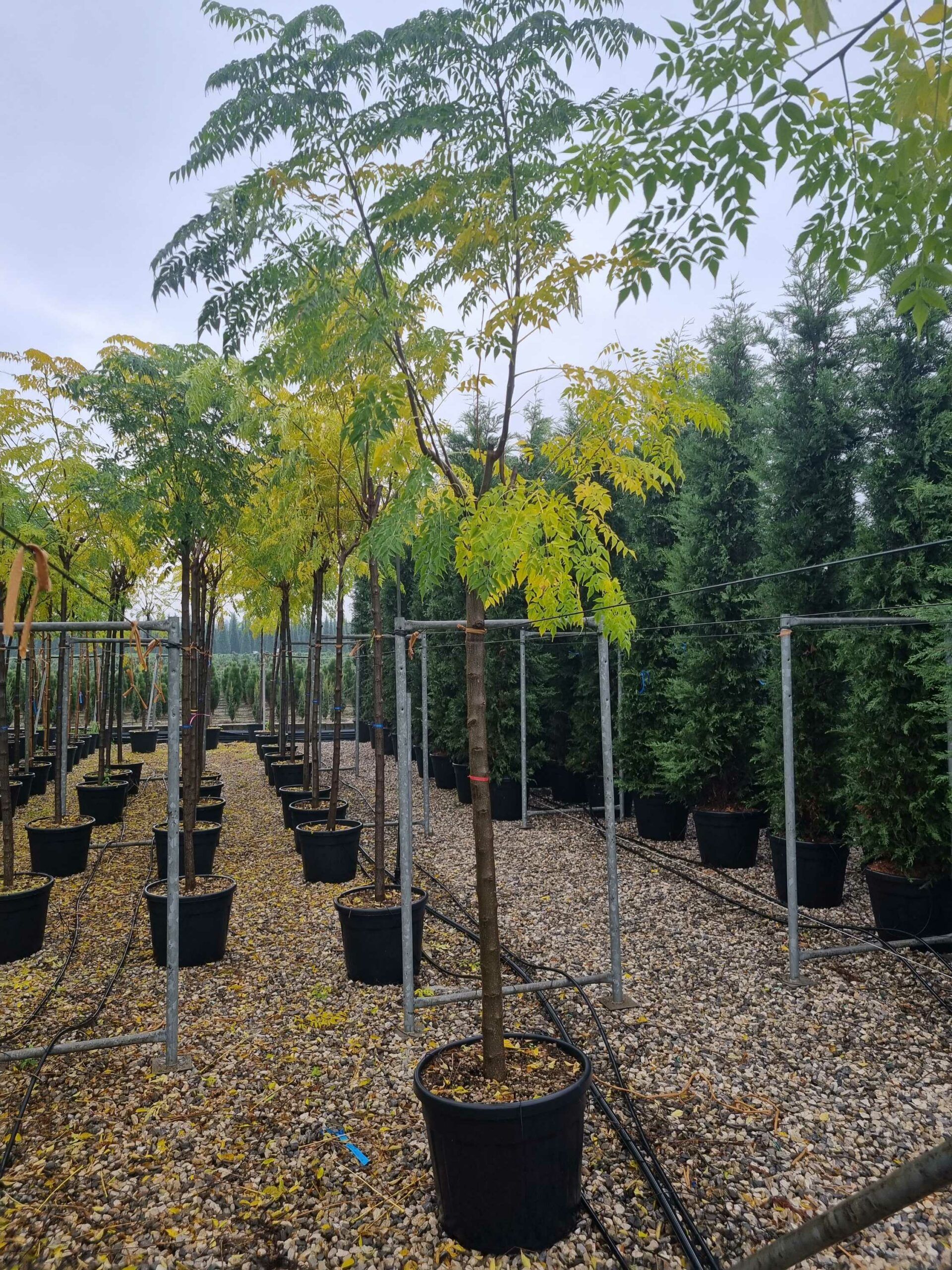 1668588633 scaled 6098efb1