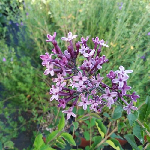SYRINGA bloomerang 'Dark Purple' ®