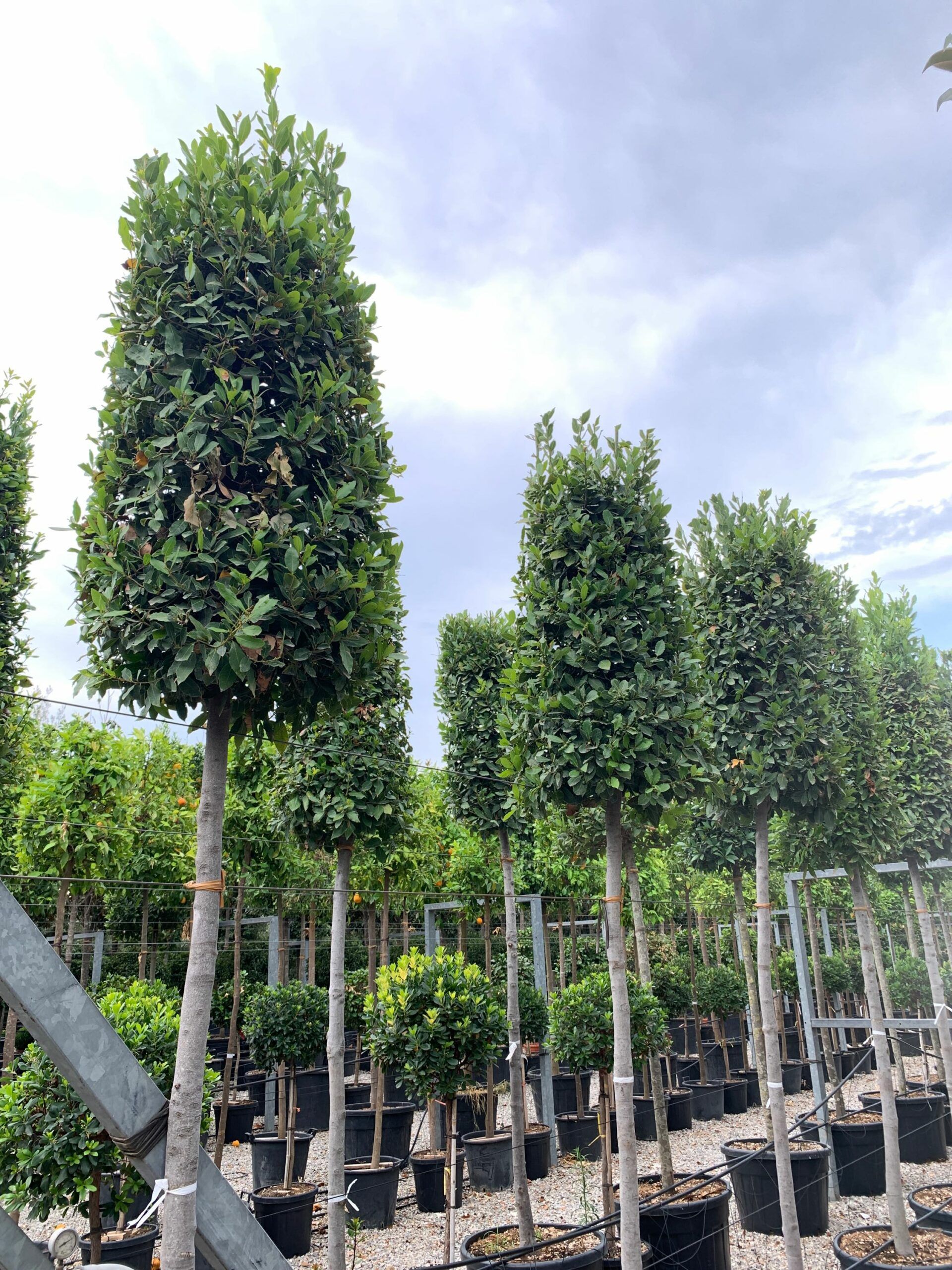 1657553192 scaled 61604e79