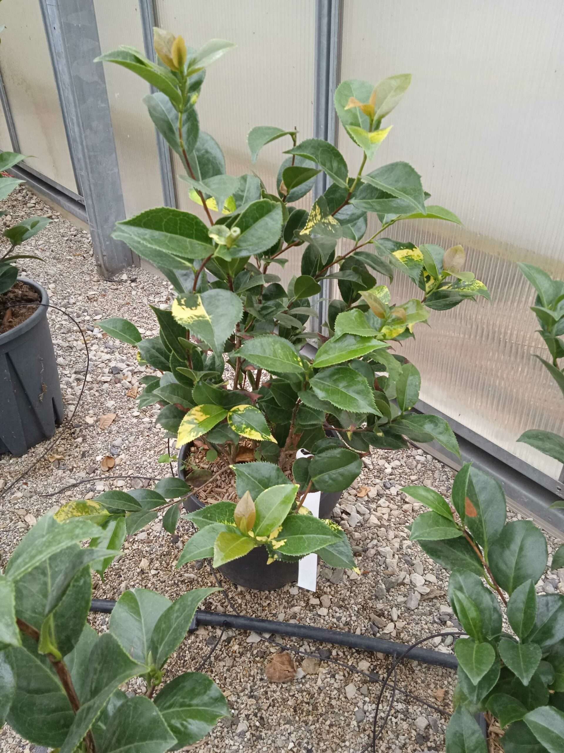 1662188417 scaled 610df537