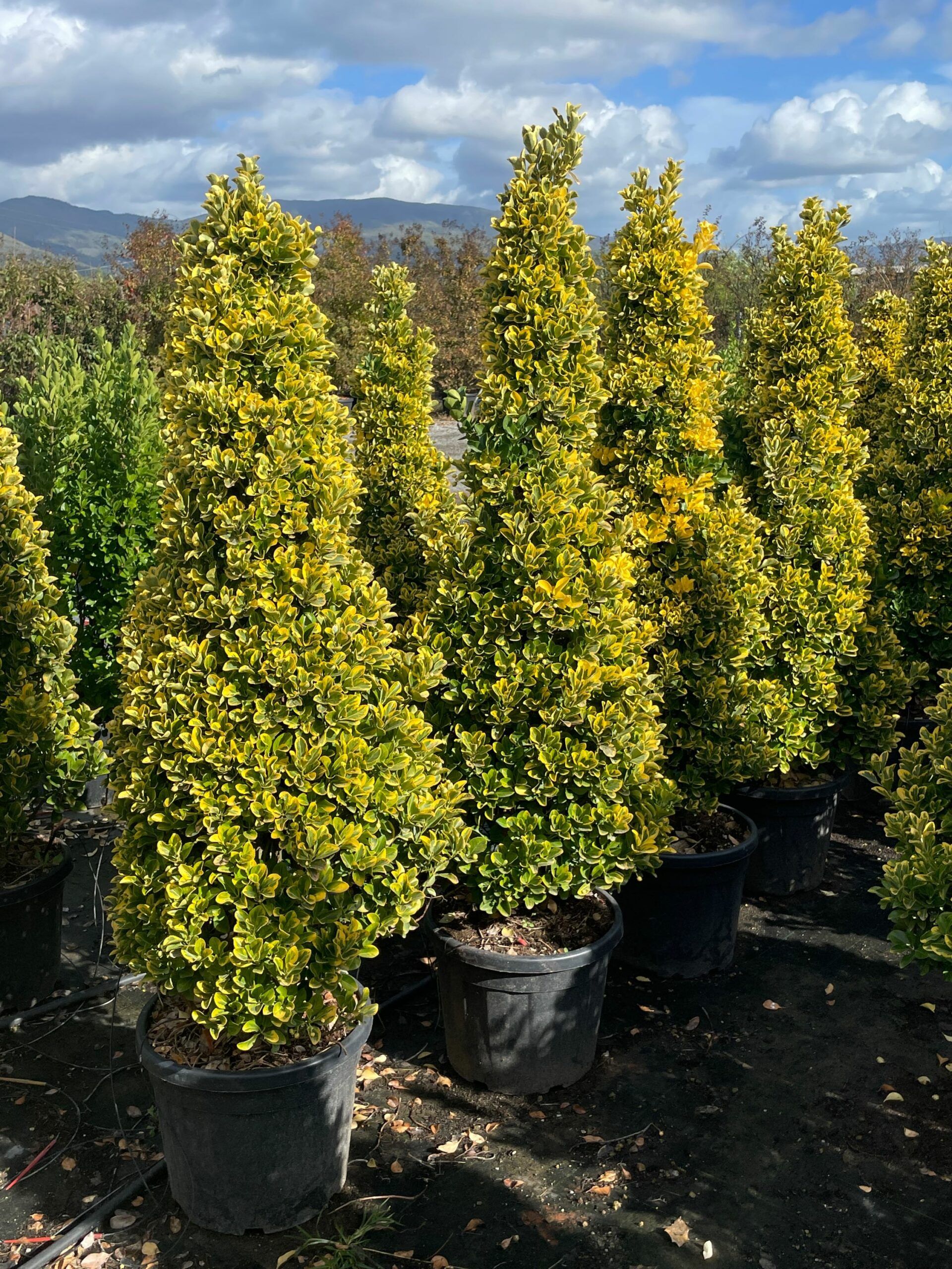 1667560371 scaled 61176047