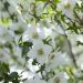 Philadelphus Petite Perfume White 11 scaled 610773cf