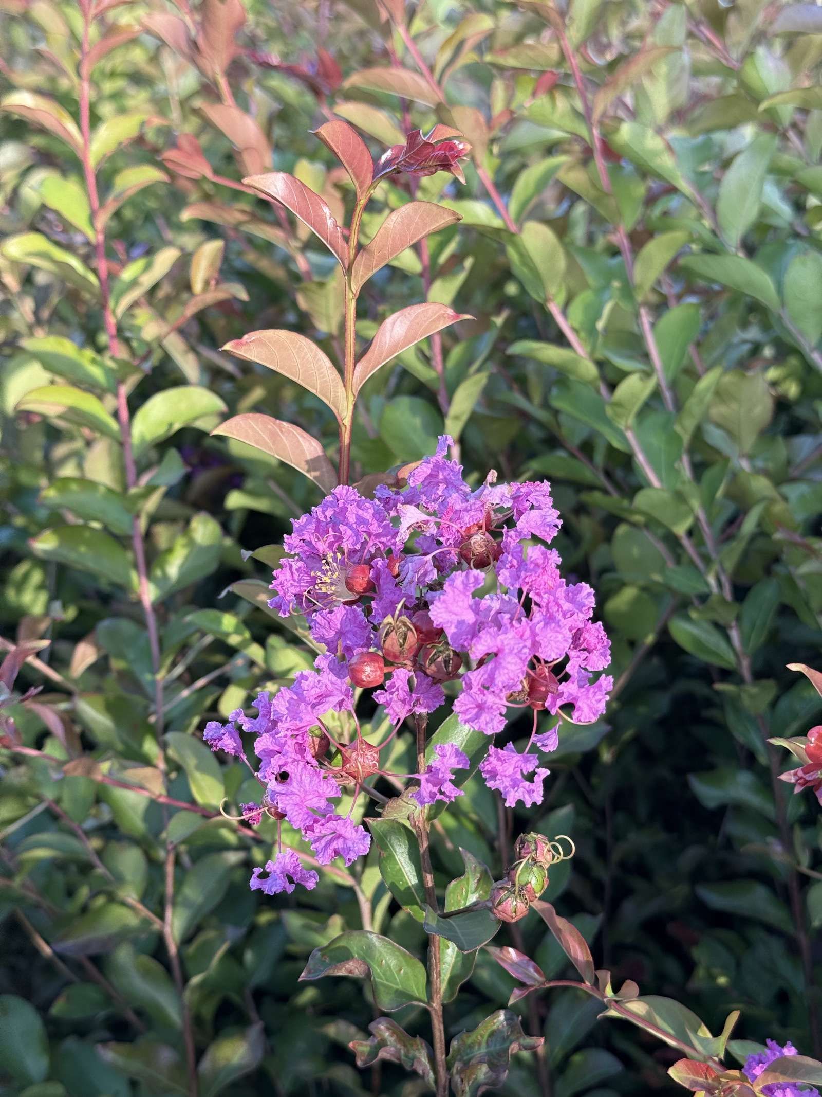 lagerstroemia benoit small