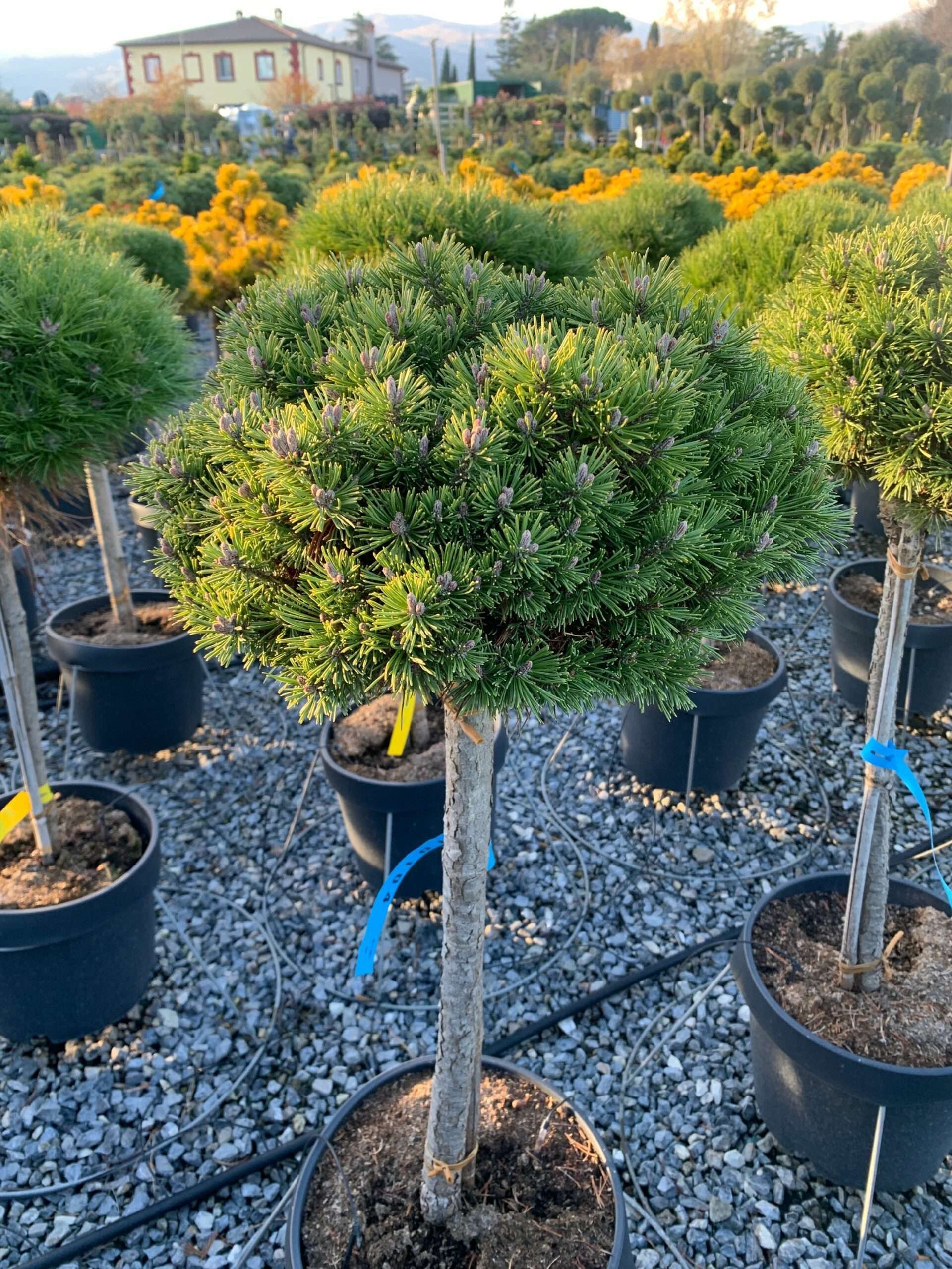 1638281827 scaled 62a60d4e