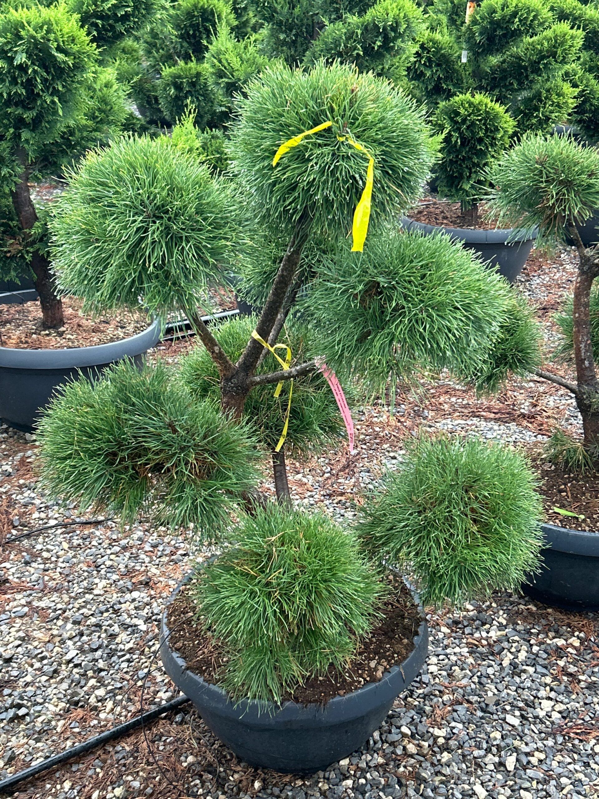 1698159113 scaled 6289e9f4