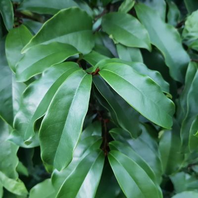 MAGNOLIA 'Stellar Ruby' ®