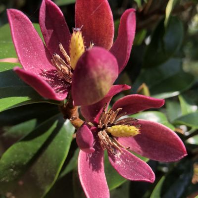 Magnolia Stellar Ruby 6 scaled 62aae6b8