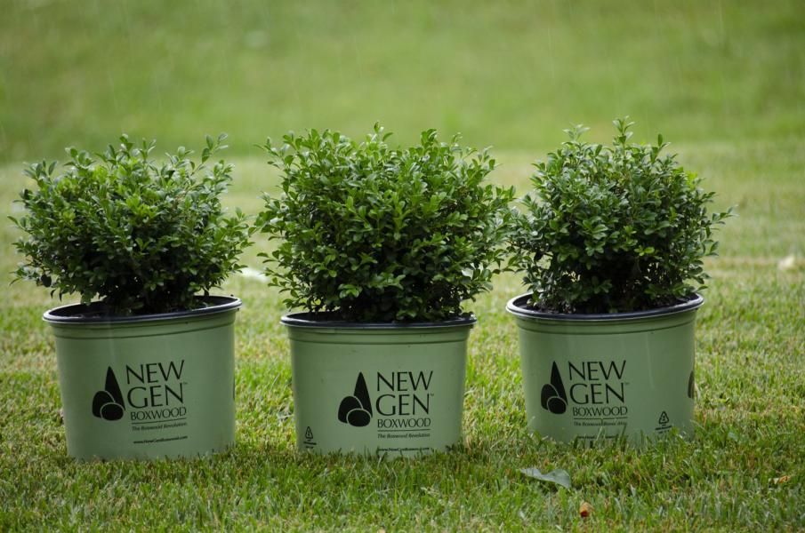buxus newgen independence 431 3 62189bf0
