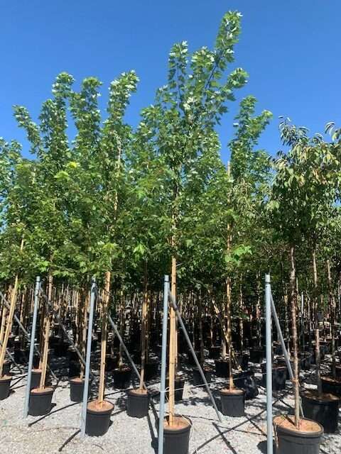 1603096373 rotated 637756b5