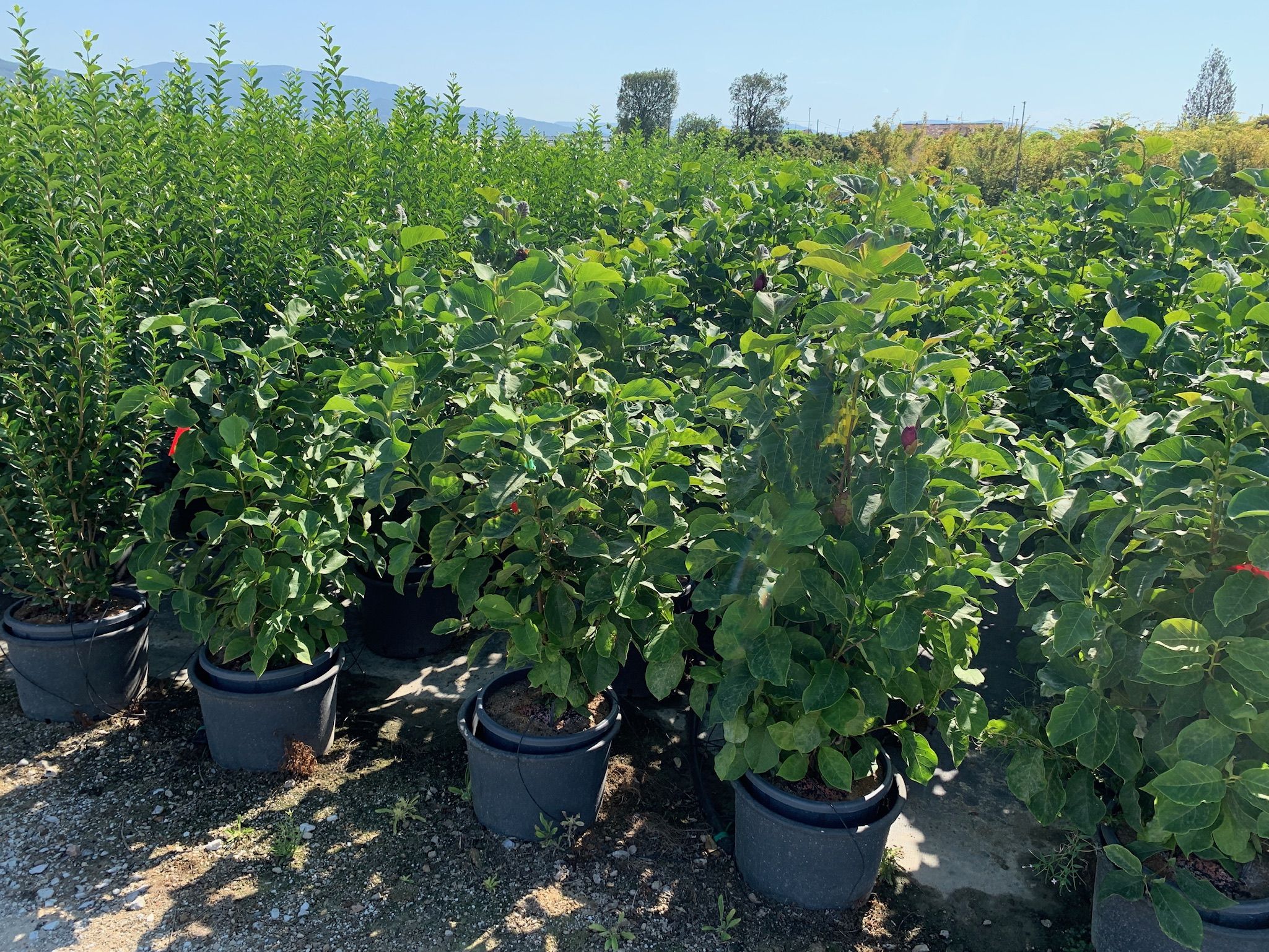 1640269750 013689a3bf70149818daf9a6bc2bf9f3fa9d7fa80d 63176def