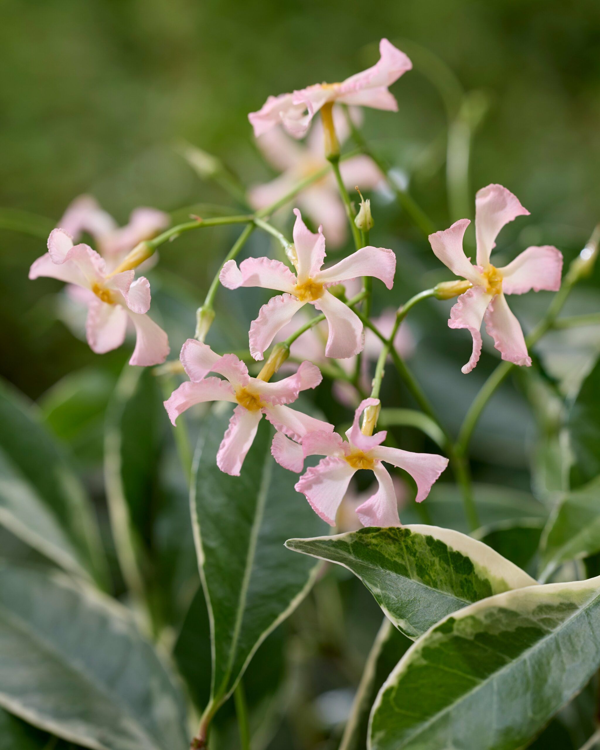 Trachelospermum Star of Milano 20 scaled 63155911