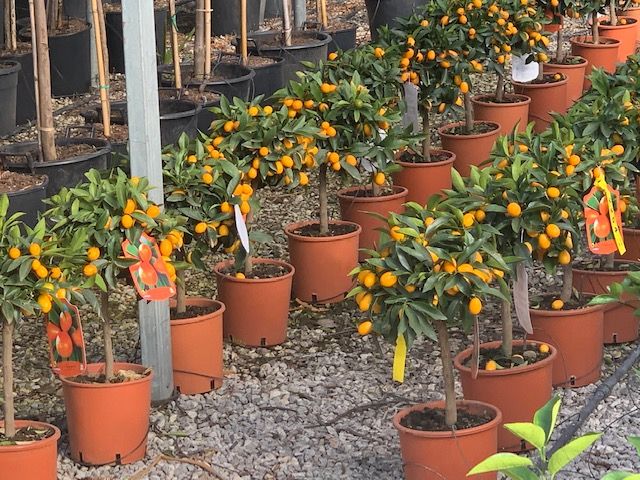 1605614880 citrus ministem 5 7lt 1 6448232d