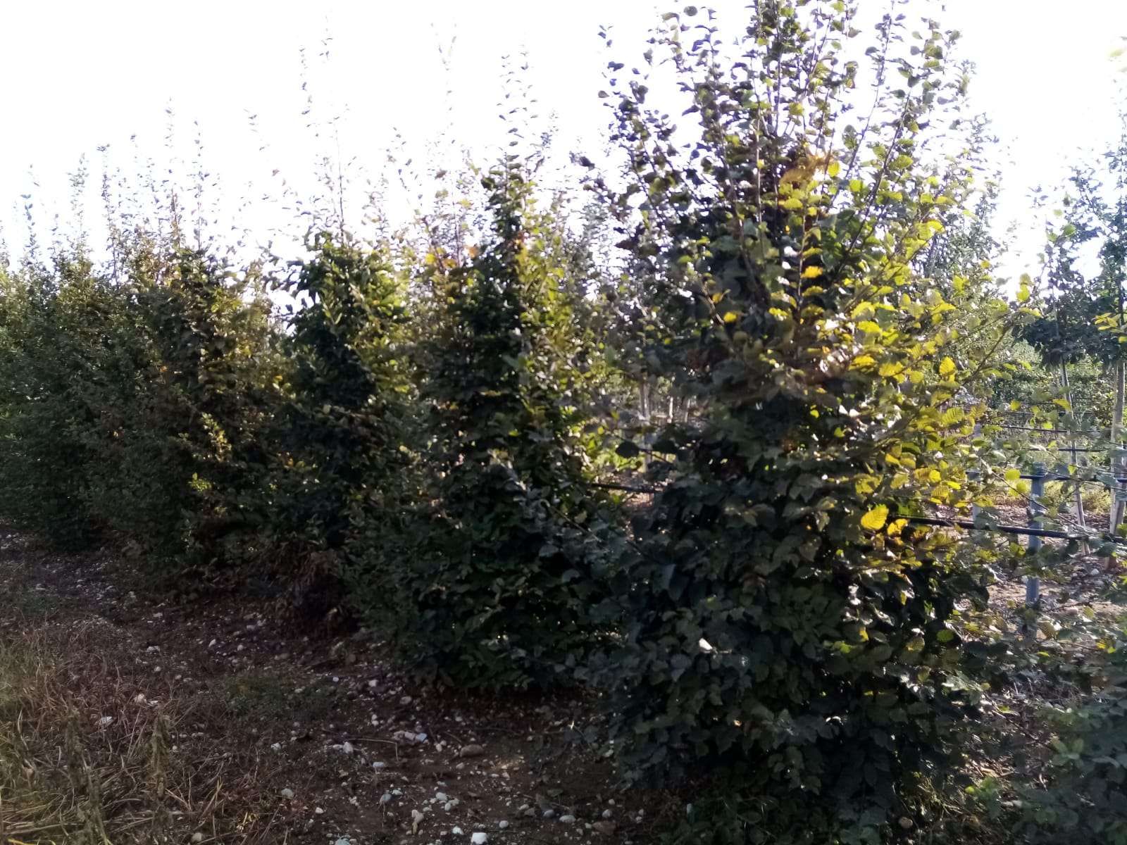 1611843388 Carpinus Betulus motte 250 fort 642dde2e