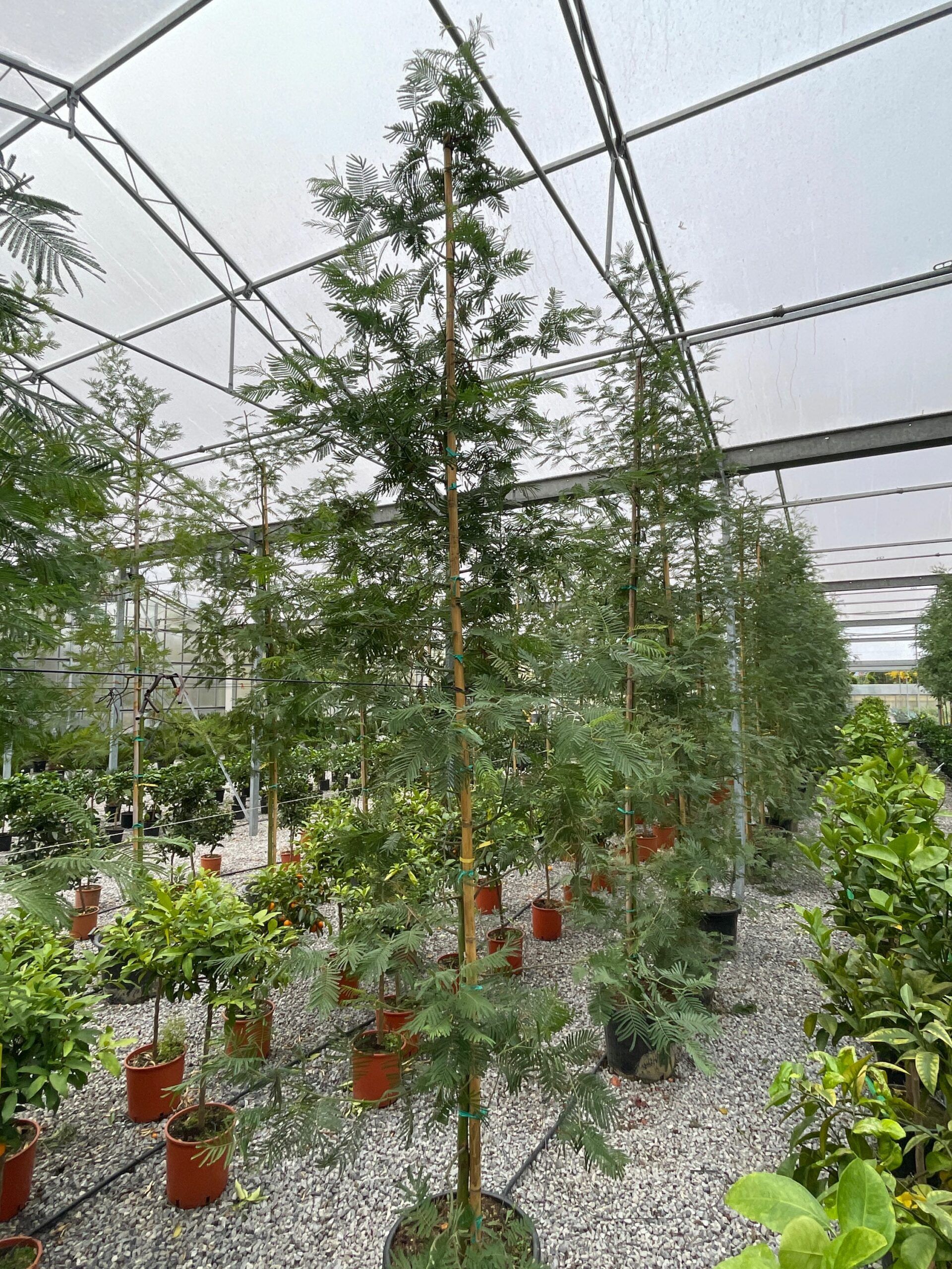 1636110568 scaled 642a333d