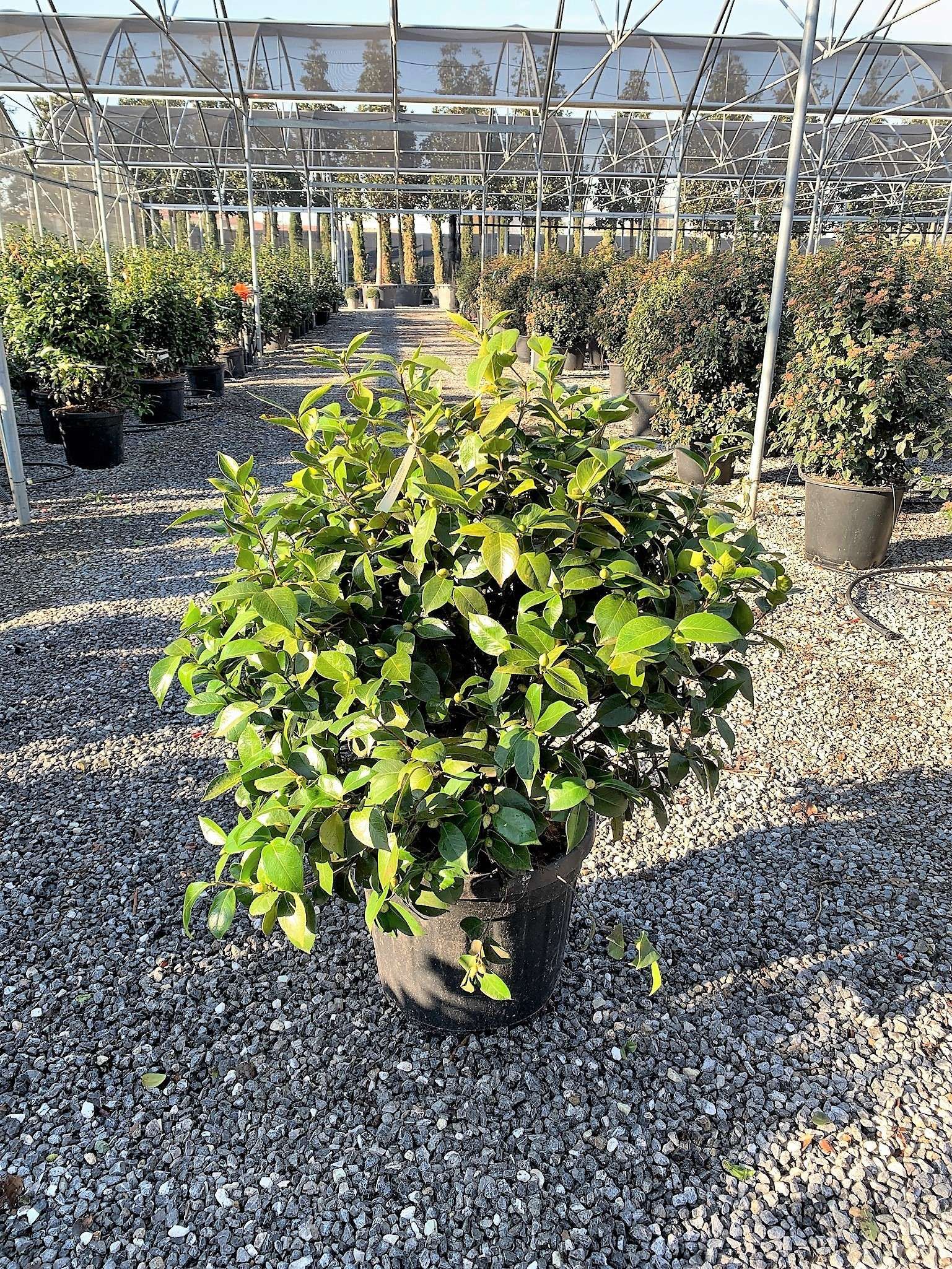 1640272214 012f979c95de2011637a858cb4a2d91d3225f43e03 64066333