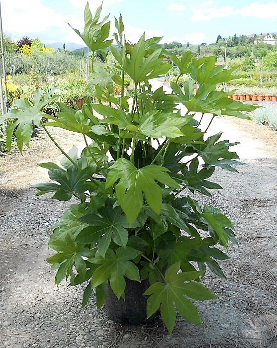 1652431558 fatsia80cmV12 64fe4643