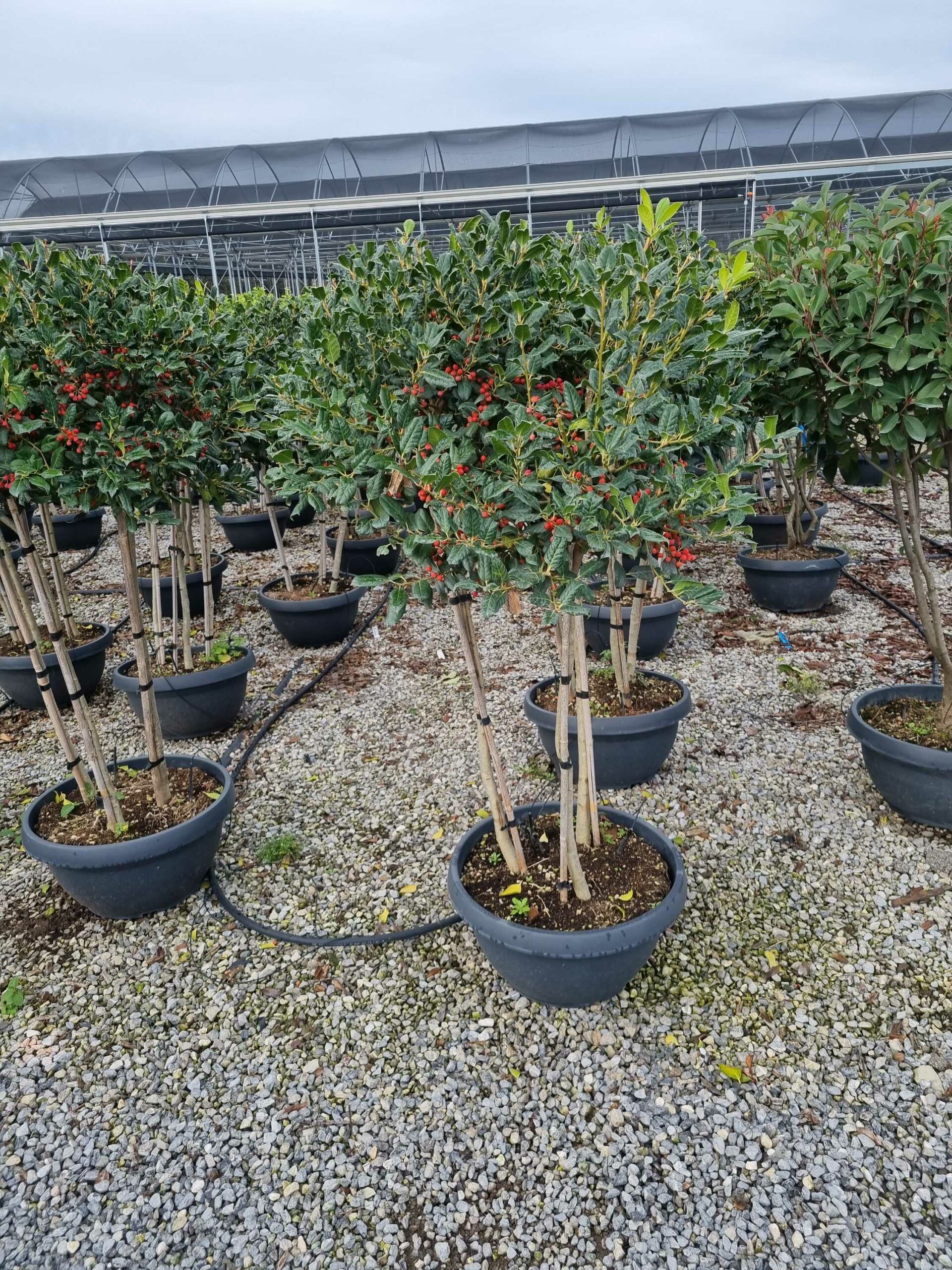 1668243248 scaled 649e903e