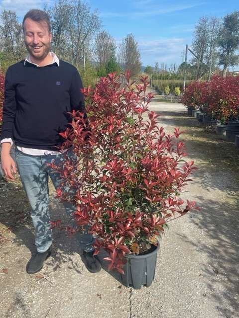 1682669201 Photinia Carr rouge clt18 100 125 6469f1a2