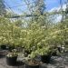 1683003250 CORNUS CONTR. VARIEGATA 2 2.50 6494ebf3