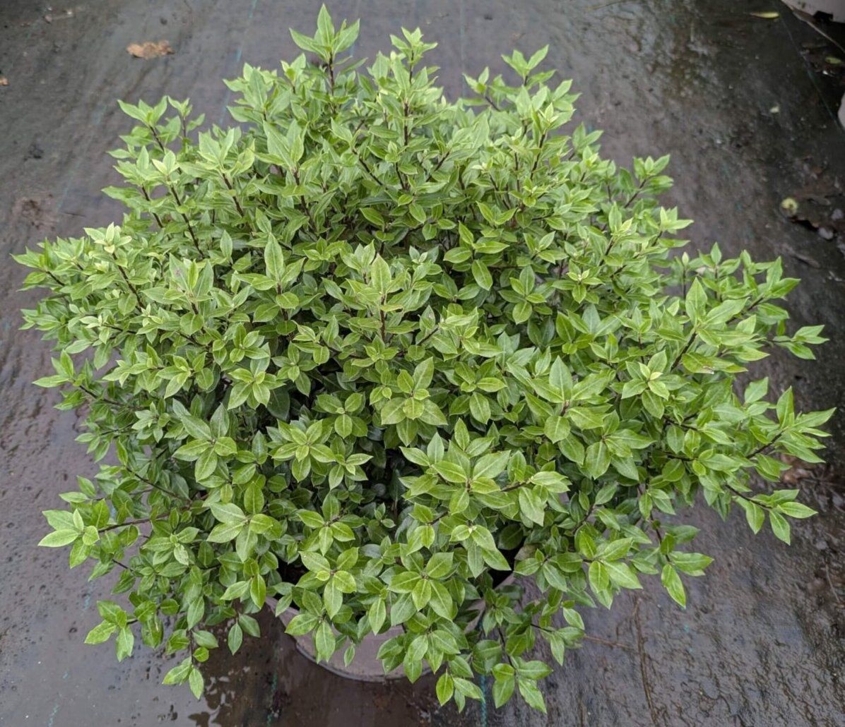 PITTOSPORUM tenuifolium 'Midget'