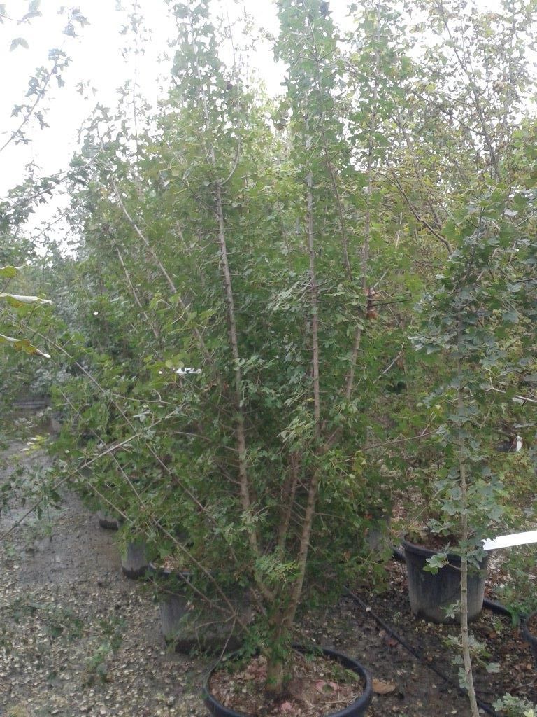 1613029173 Acer Monspessolanum 250 300 1 65604e86