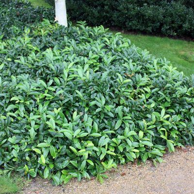 PRUNUS laurocerasus 'Mont Vermont'