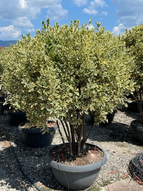 1661591187 EUONYMUS BRAVO 150 175 6594fc41