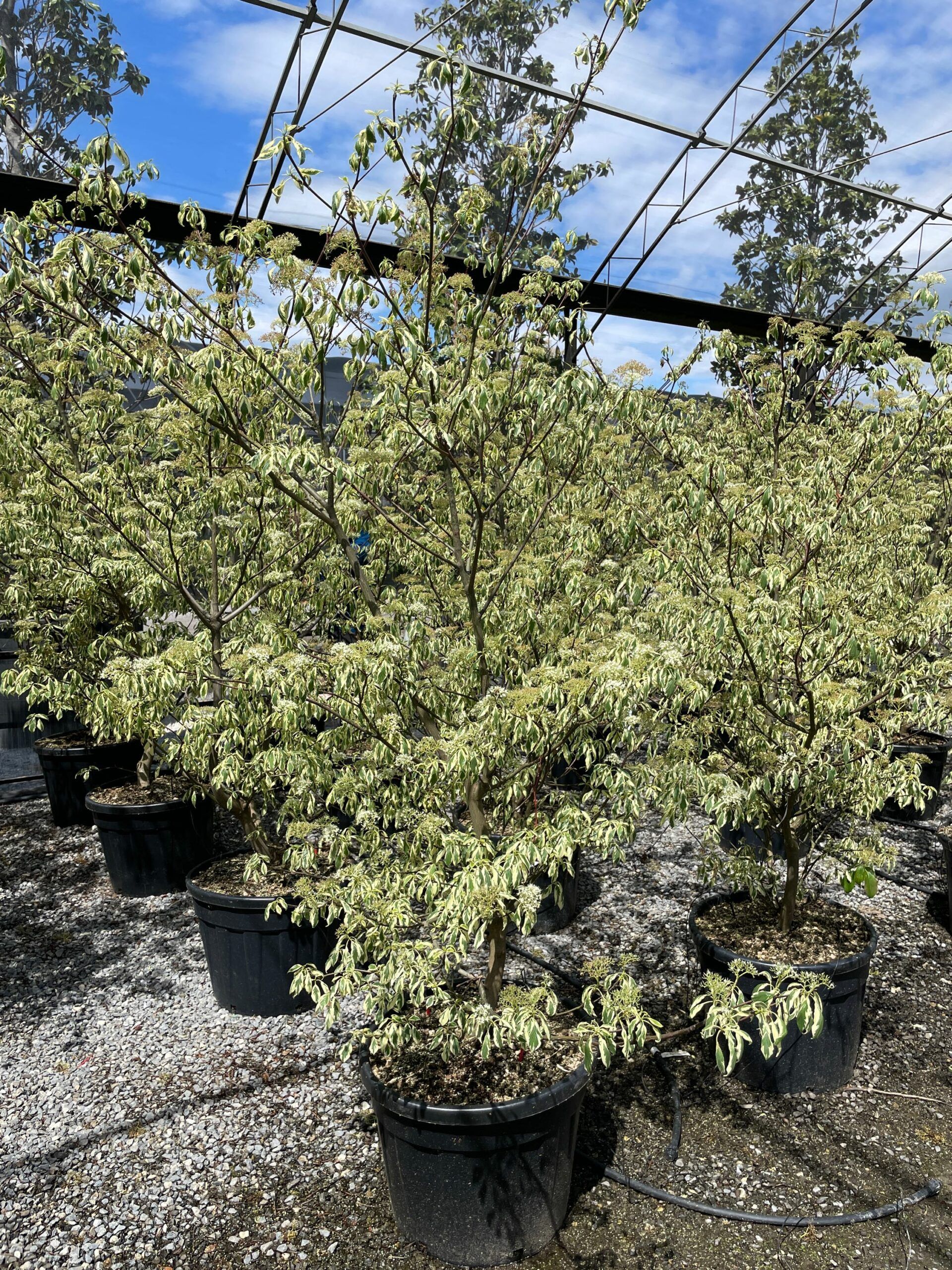 1683107934 scaled 658a3f77