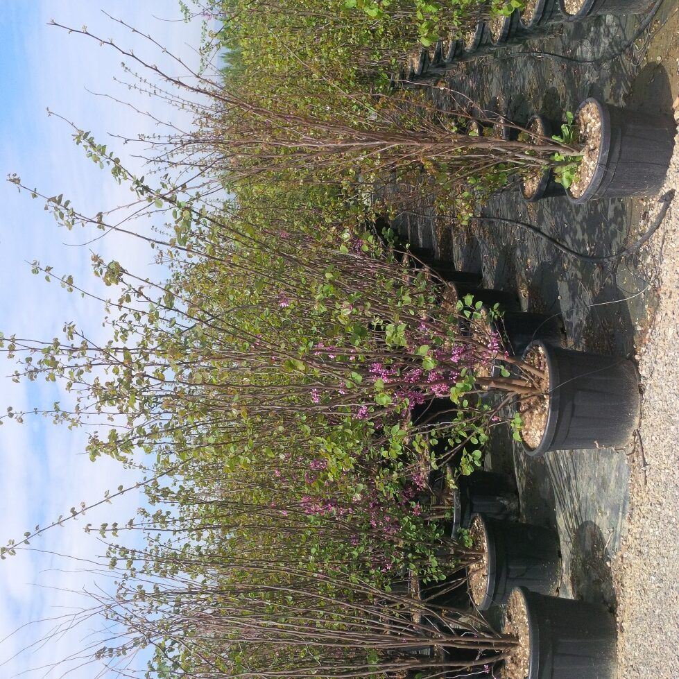 1610183226 rotated 66899225