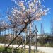1611063931 Prunus Accolade motte tige 666ac7af